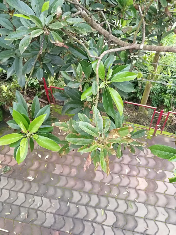 avocado disease 1