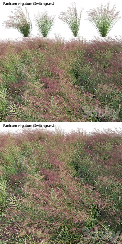 Panicum virgatum (Switchgrass)