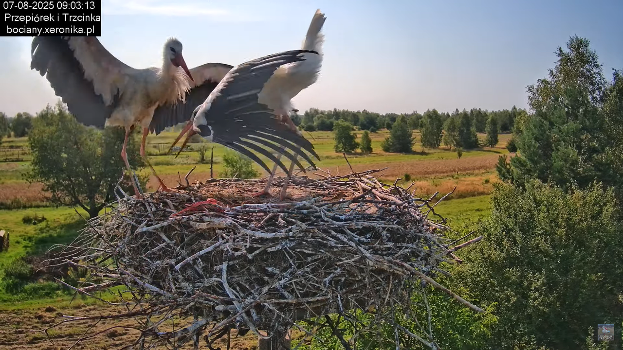 07082025bociany12