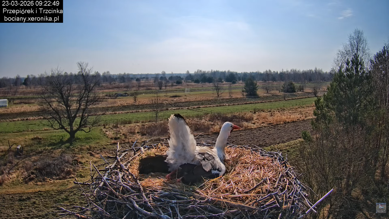 23032026bociany 9