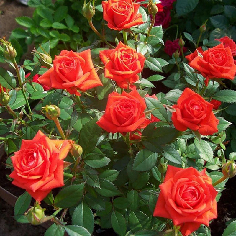 Роза Оранж Джувел как добавить яркости в сад своими руками