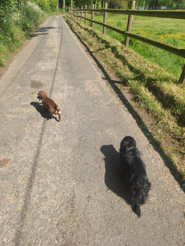 [Image: IMG-20240511-165054.jpg]