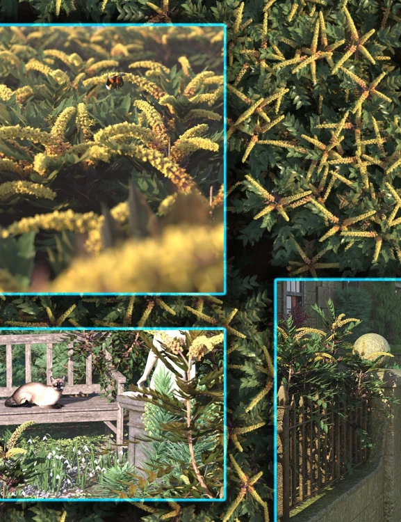 Spring Flowers – Mahonia Shrubs and Bushes