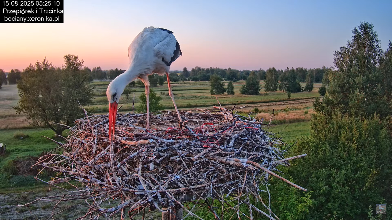15082025bociany6