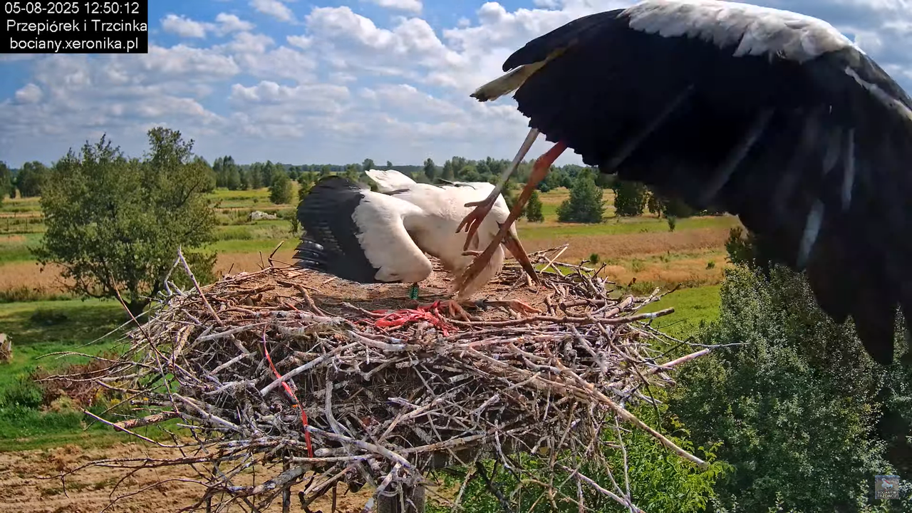 05082025bociany16