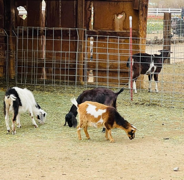 [Image: 6-CB88-D38-0963-458-D-8-C6-F-D968567-ECC0-D.jpg]