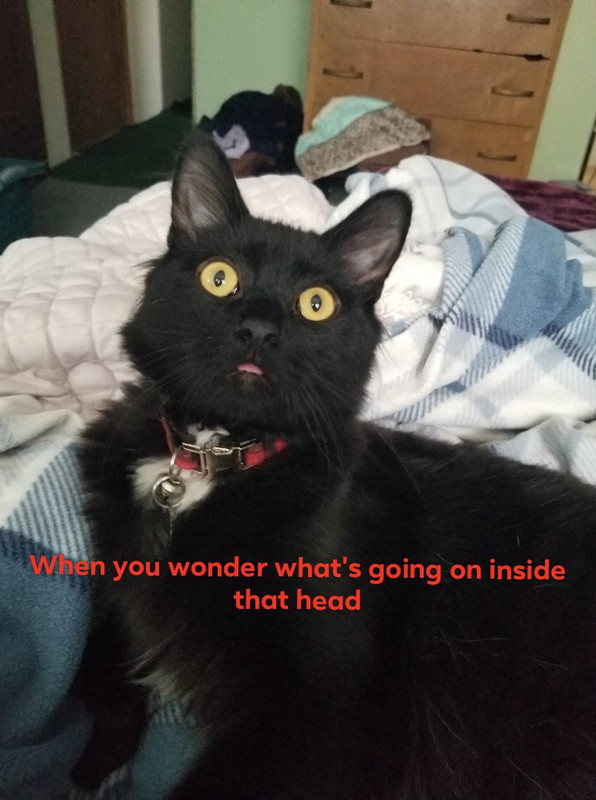 USER_SCOPED_TEMP_DATA_orca-image-1830480444