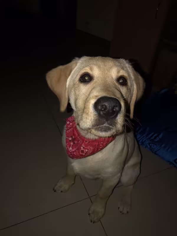 43B7BD64-E16D-413F-BFF2-72DCE0B1933C