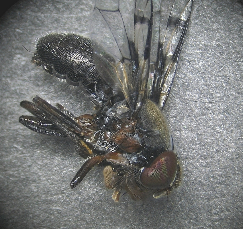boatman-fly.jpg