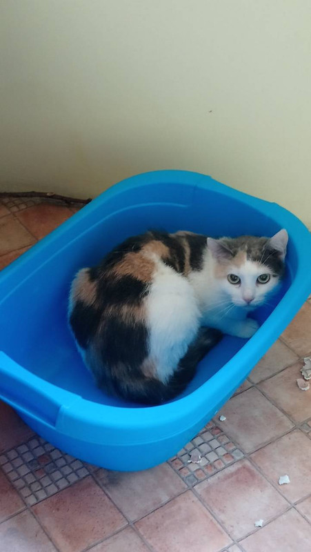 Мандаринка1