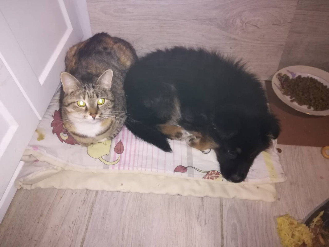 изображение_viber_2019-12-21_21-46-04