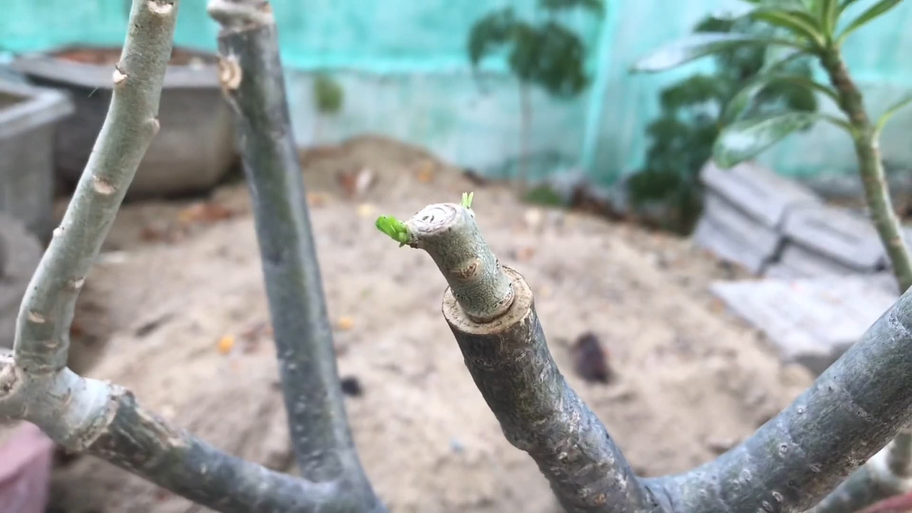 leaf-sprouting-on-adenium-grafted-branch.jpg