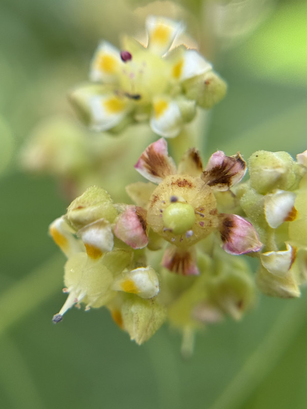 Mango Blm Frt SL1225j