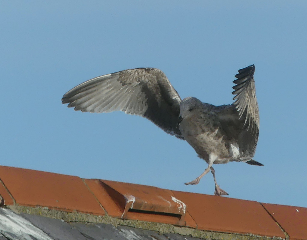 HERRING GULL 8 290924