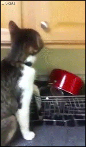 Funny-Cat-GIF-Naughty-cat-stealing-cat-snacks-in-kitchen-cabinet-like-a-boss.gif