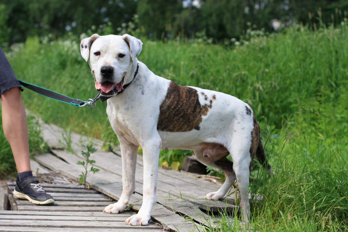 Cuanto cuesta un dogo argentino