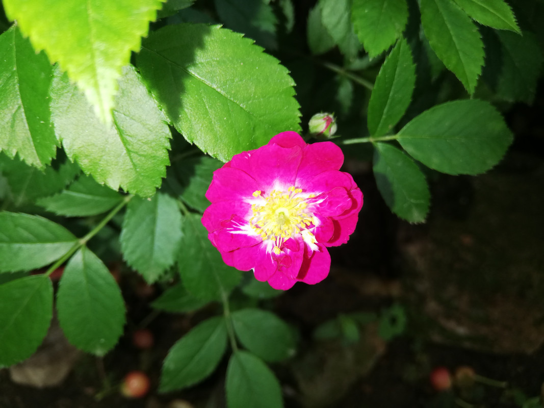 IMG_20190521_091544