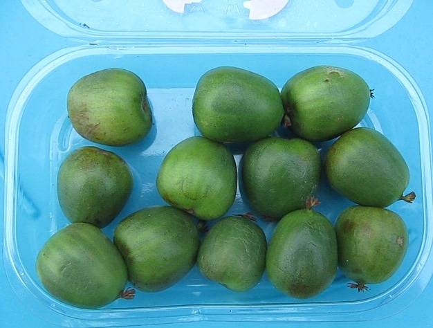 Green Kiwiberry open box