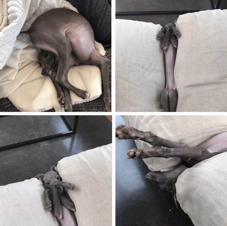 15 смешных зверей, которые знают толк в веселье, и научат этому искусству вас