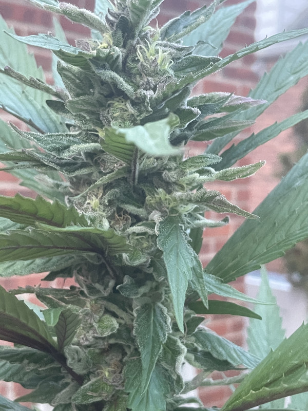 EA3F5A6B-77DD-4583-84DA-C5161924E582