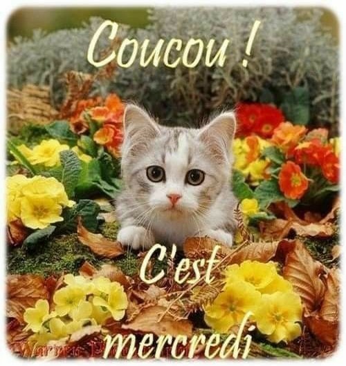 mercredi