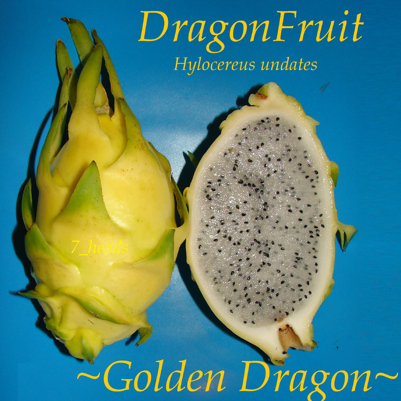 Dragonfruit_Golden_2eBay