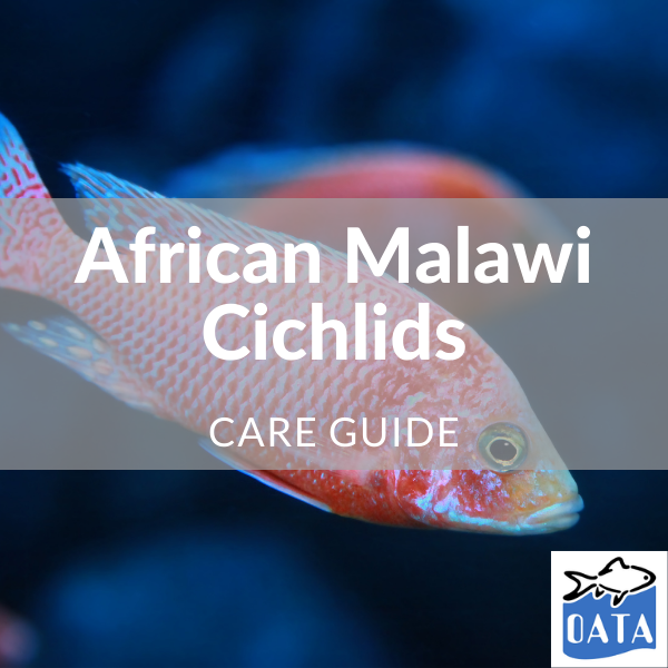 OATA Guide to African Malawi Cichlids - Lincs Aquatics