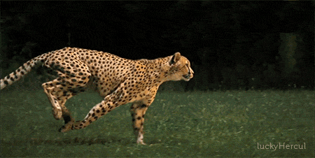 e4233340e5e52282707c04f4d9b49ad6.gif