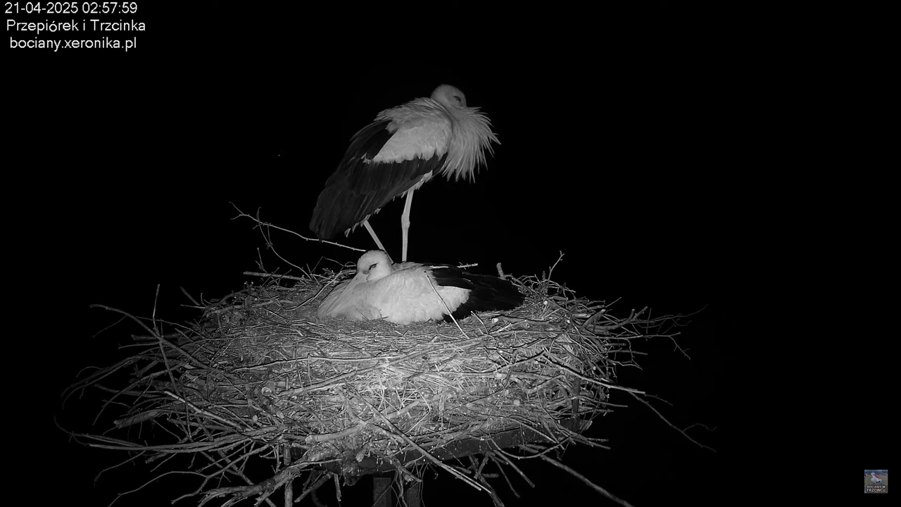 21042025bociany2