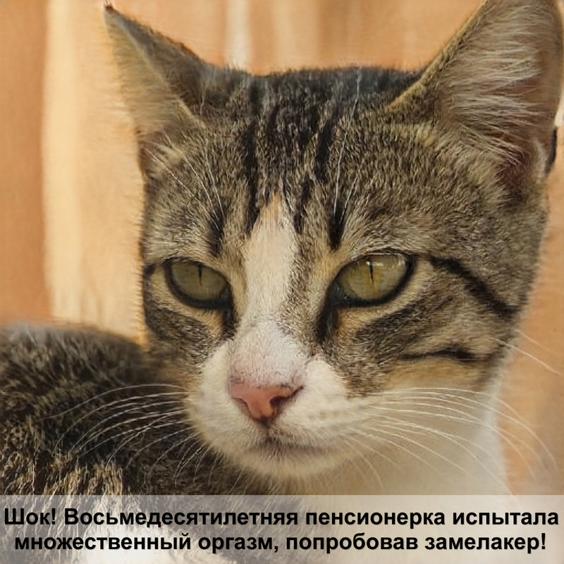 беременность шотландской кошки по неделям