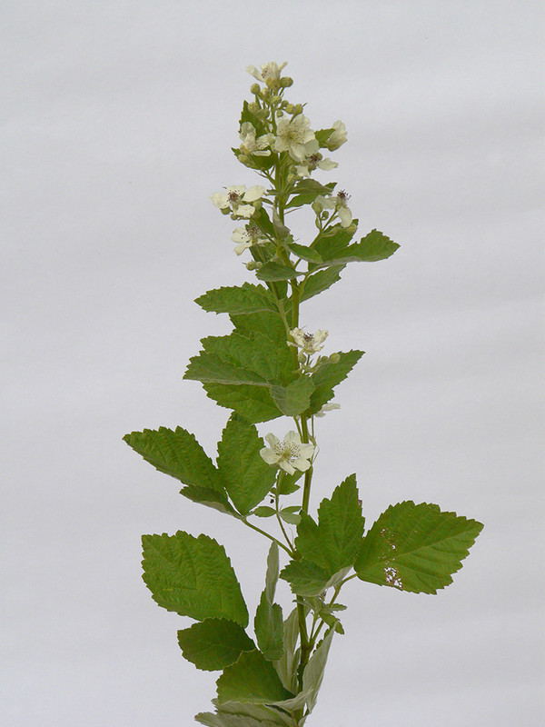 Rastenie-129.0... (1024)