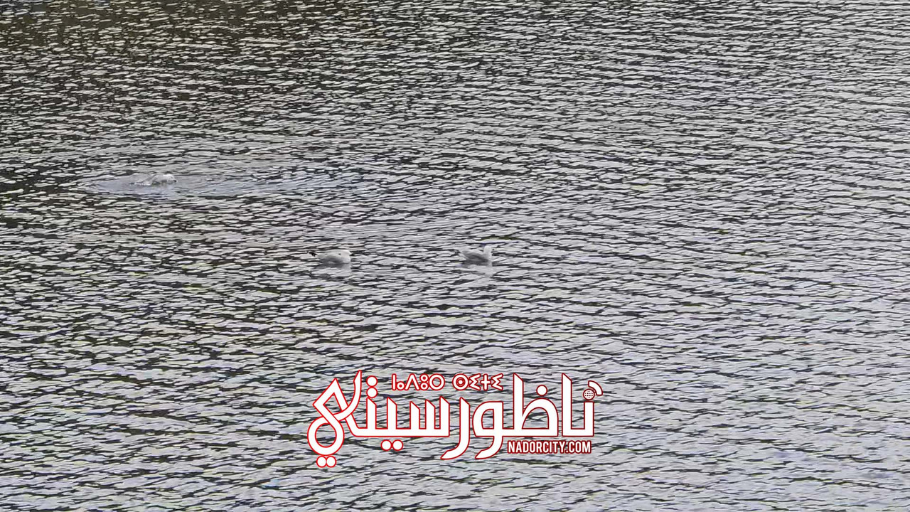 Video-Capture-20250402-143732