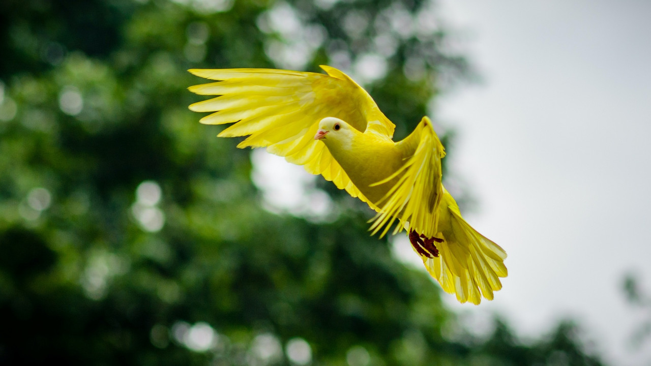 yellowflyingbird.jpg