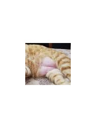 gatto