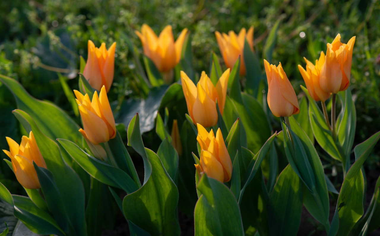 IMG-54c038e7d35c974c39a1d347ef9e39bb-V