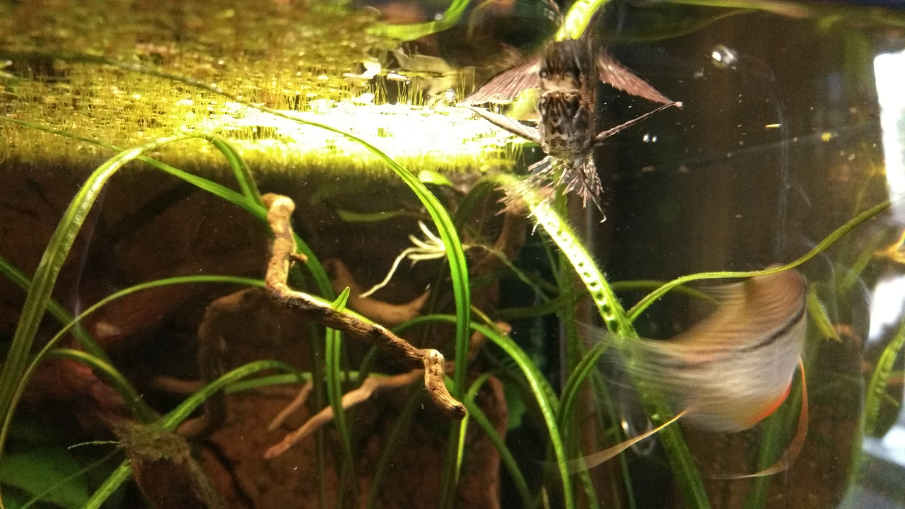 IMG_20170921_184308635_BURST003