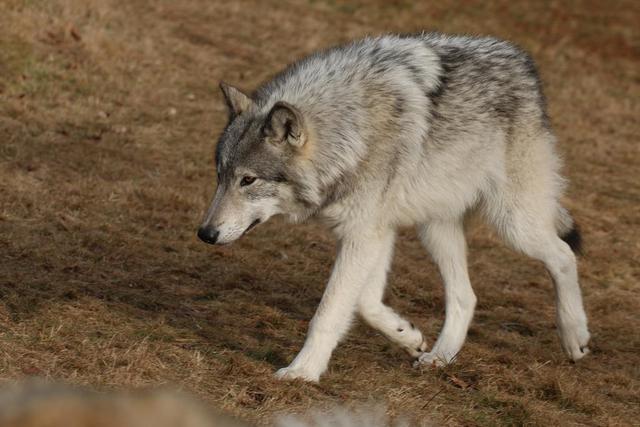 Aviva is not average height for a female Gray Wolf. She is smaller, but by a few inches. She has the normal pelt ad frame, though. Her fur is long and soft, but usually coated in blood or dirt. Maybe both. She has perfect honey gold eyes that hold a seductive look, or a mysterious glare. She is pretty normal, just small.