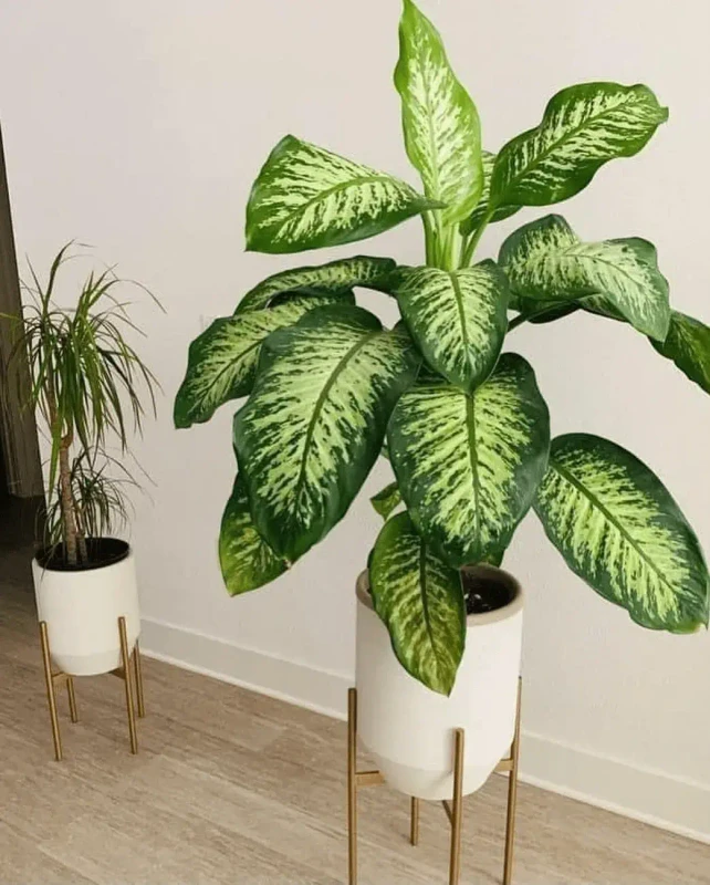 Plant recovery