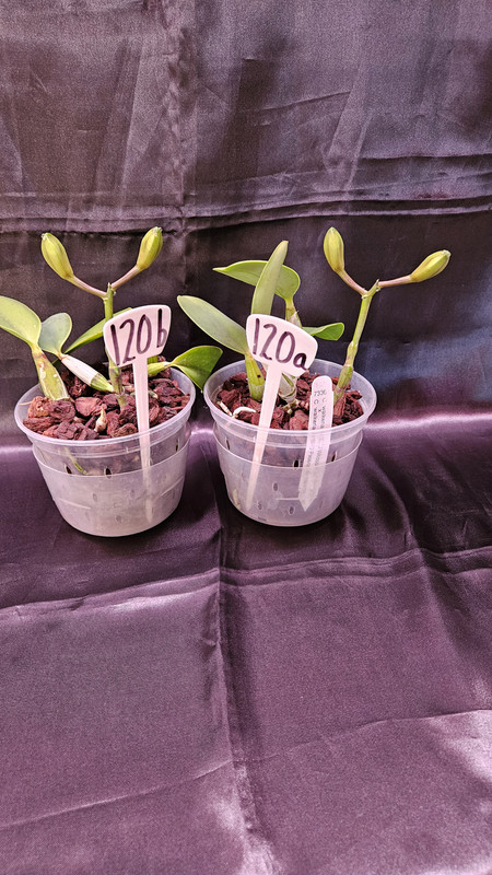 120a & 120b Walkeriana Buds