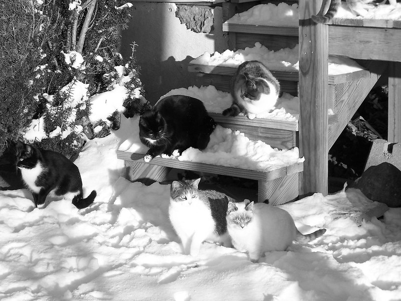 blacknwhitesnowcatsmedium.jpg
