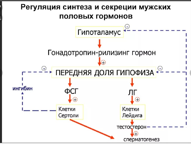 Ингибин б сдать. Ингибин б сдать