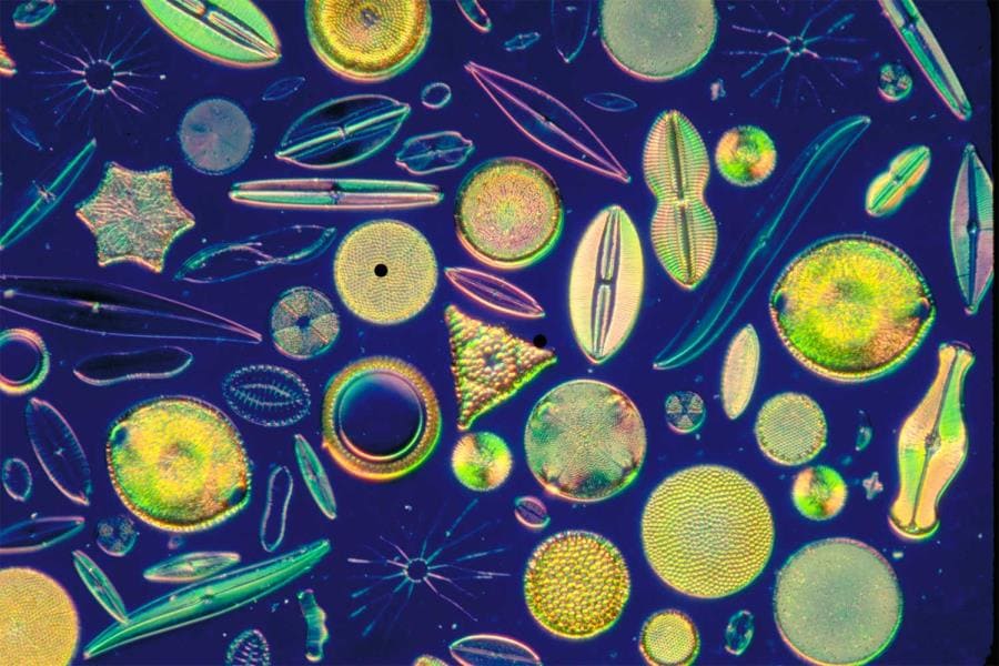 Диатомеи - стеклянные архитекторы микромира и их секреты Диатомеи - стеклянные архитекторы микромира и их секреты