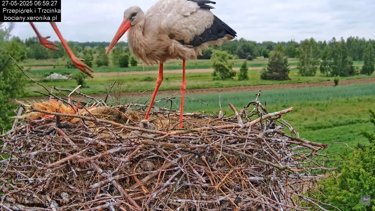 27052025bociany18