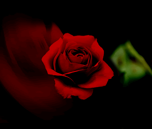image0021.gif