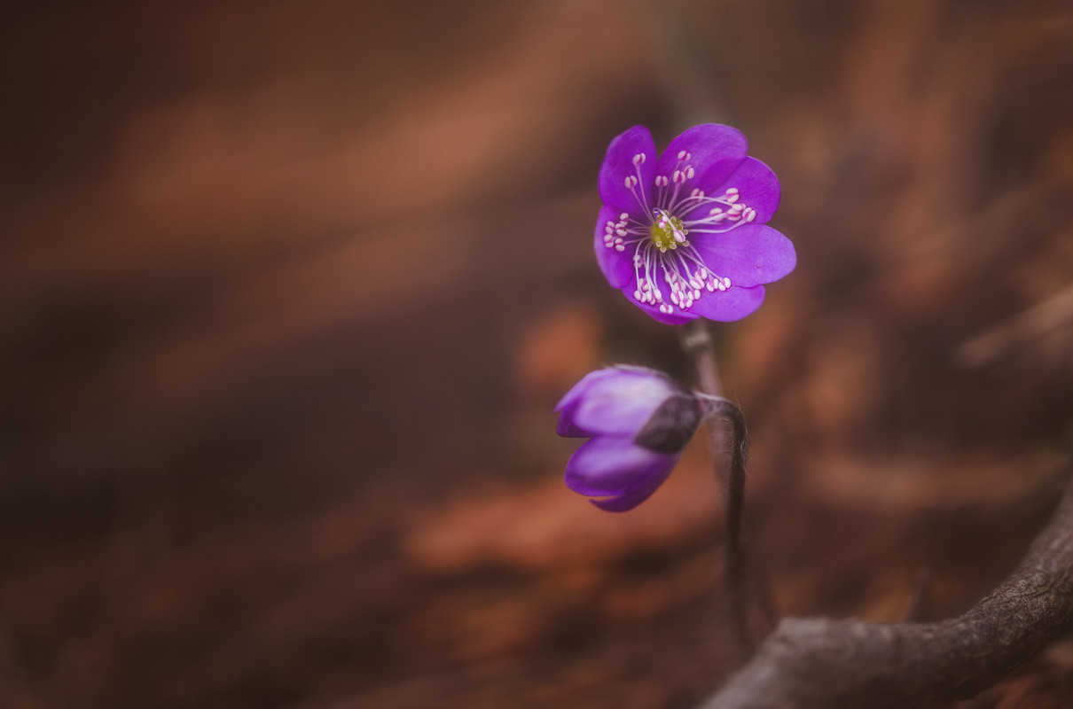 39894636765-c03eceb354-k.jpg
