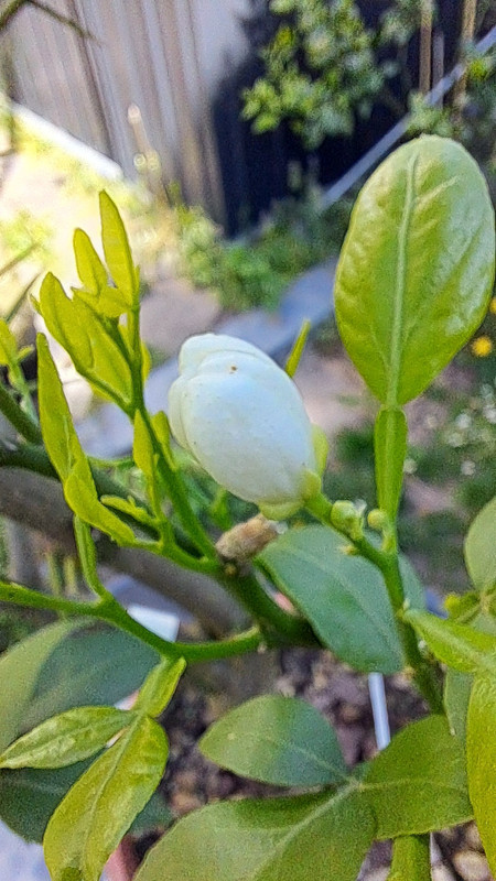 5starCitrumeloblüte 20250502_103621