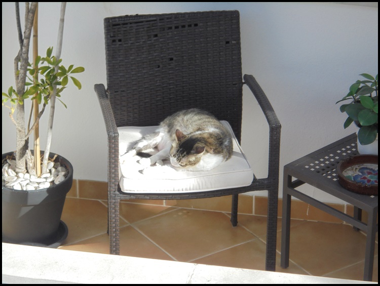 Albufeira-cats-260122-5