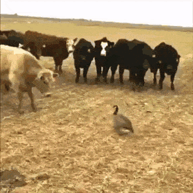 daily-gifdump-3394-12.gif