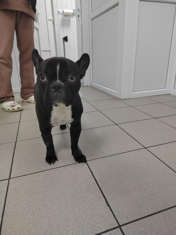 Бабушкинская кобель