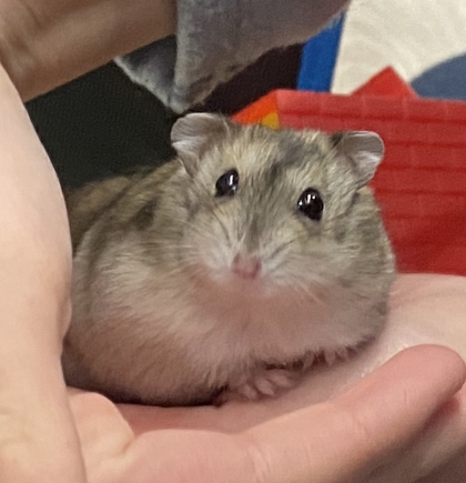 DD5C5BC4-2A06-4D13-93B2-F15D1C746443